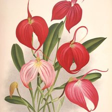 Схема вышивки «Flores.»