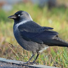 Схема вышивки «Галка»