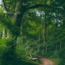 Схема вышивки «Лесная дорога»