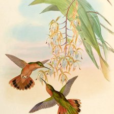 Схема вышивки «Pássaros.»