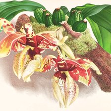 Схема вышивки «Orquídea.»