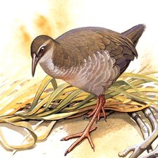 Схема вышивки «Pássaro.»