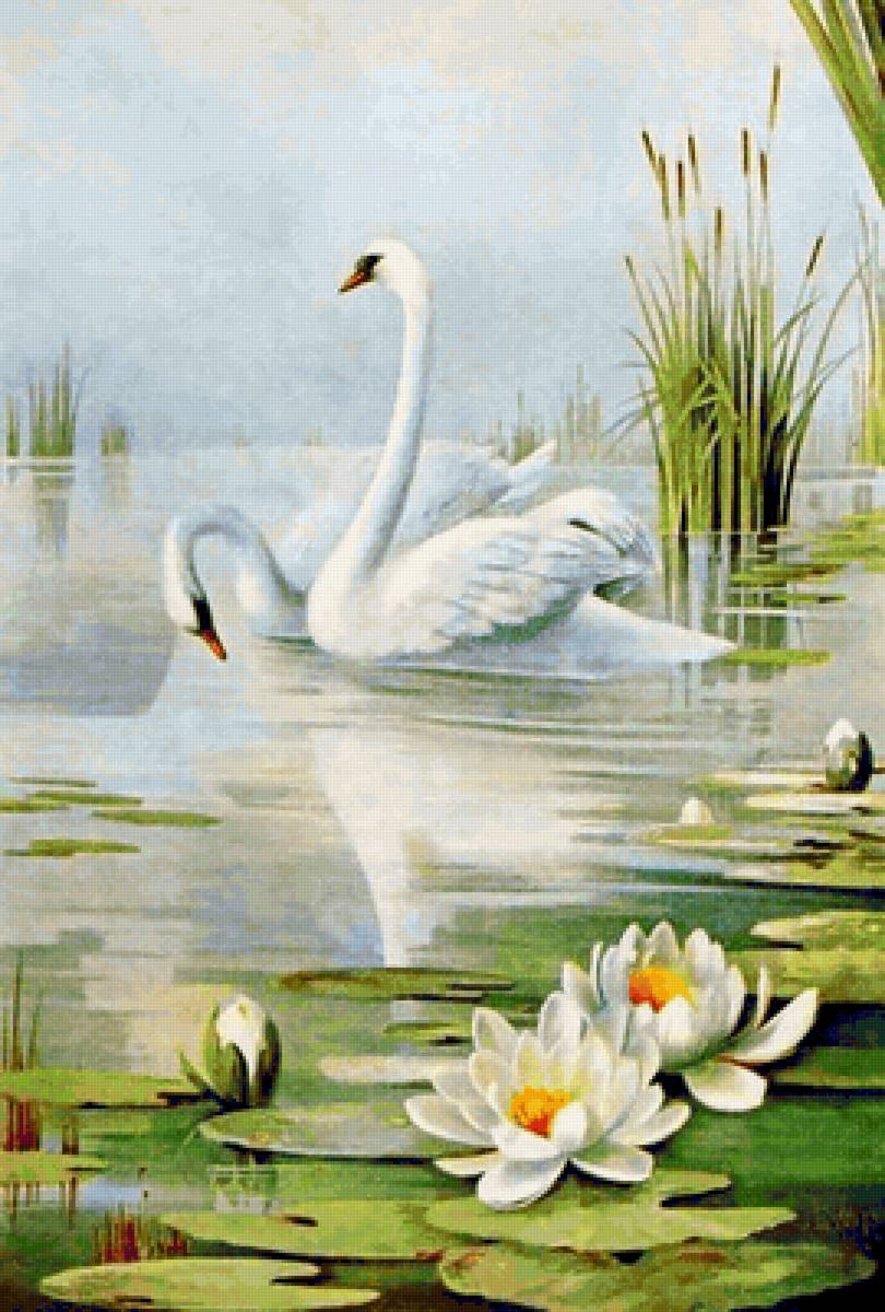 Два лебедя - ., лилии, лебеди - предпросмотр