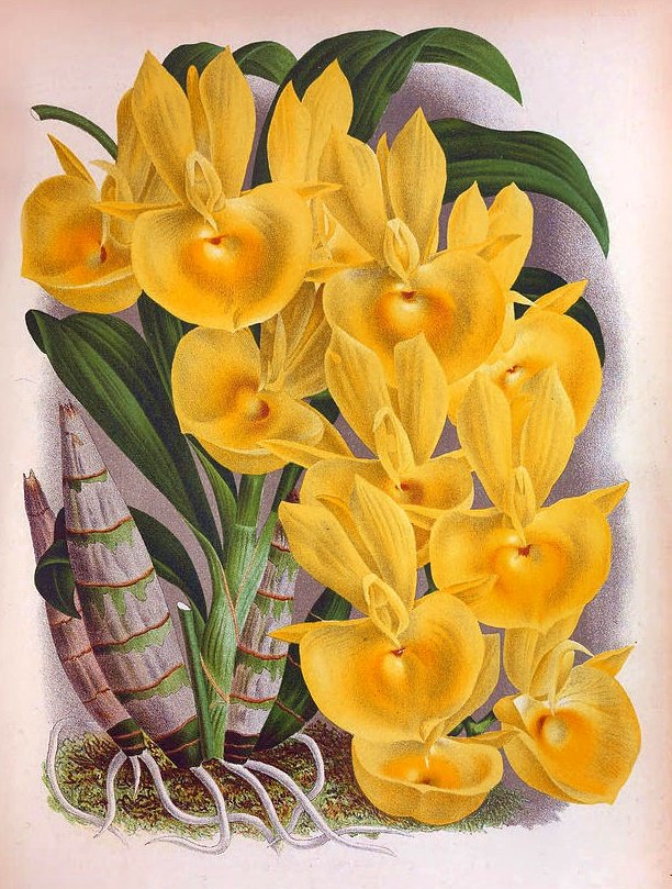 Orquídea. - orquídea. - оригинал