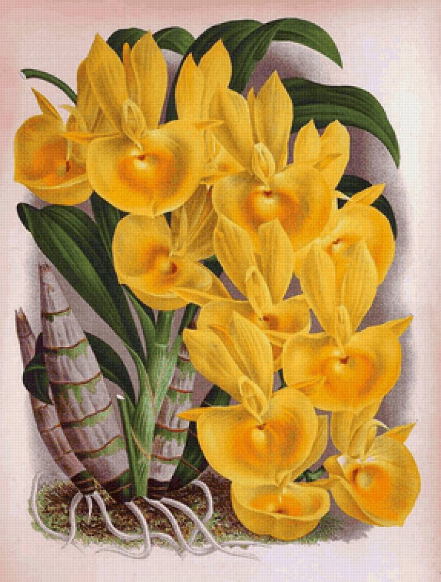 Orquídea. - orquídea. - предпросмотр