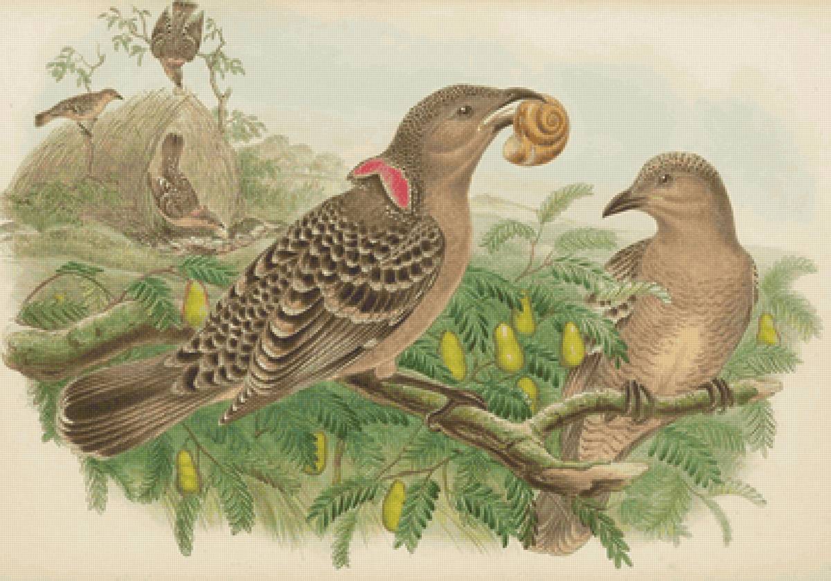 Pássaros. - pássaros. arvore. frutas. - предпросмотр