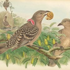 Схема вышивки «Pássaros.»