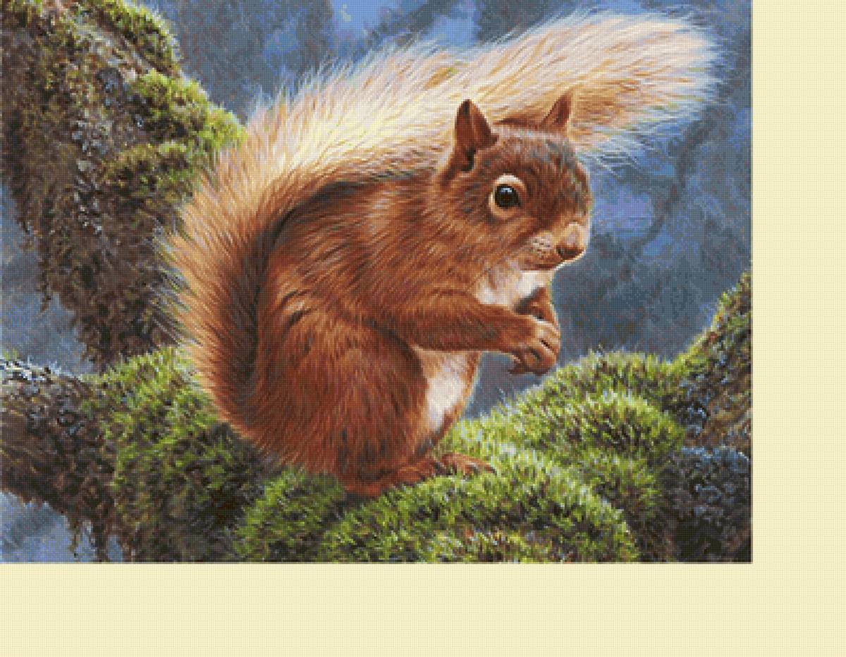 Серия "Грызуны". Белка - белка, грызуны, животные - предпросмотр