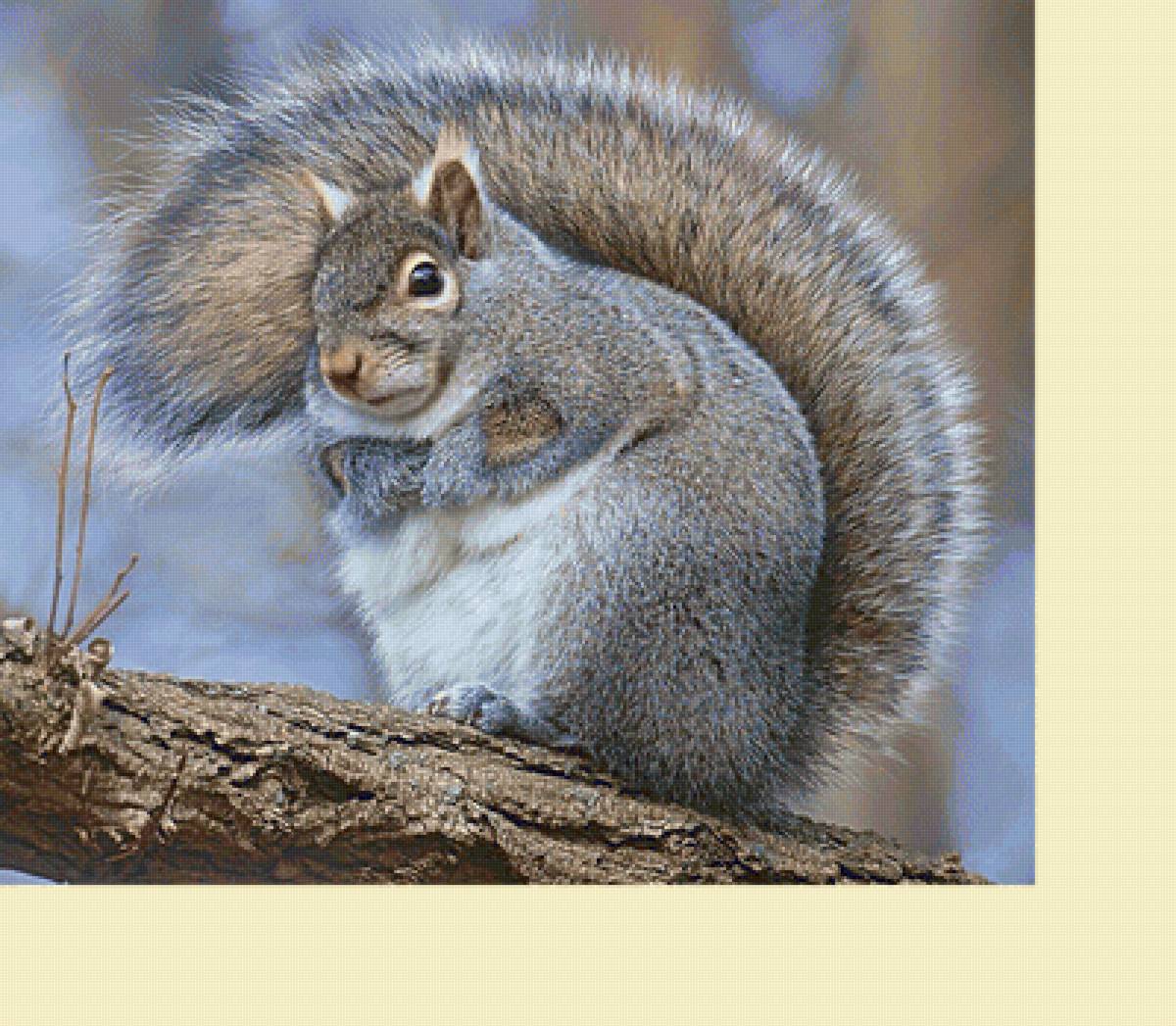 Серия "Грызуны". Белка - животные, грызуны, белка - предпросмотр