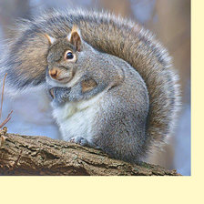 Схема вышивки «Серия "Грызуны". Белка»