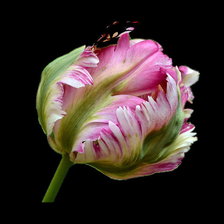 Схема вышивки «тюльпан»