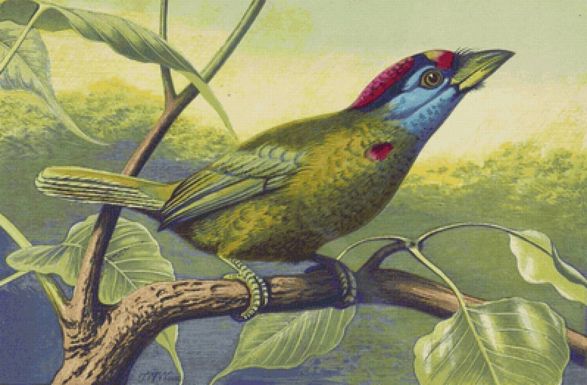 Pássaros. - pássaros. - предпросмотр