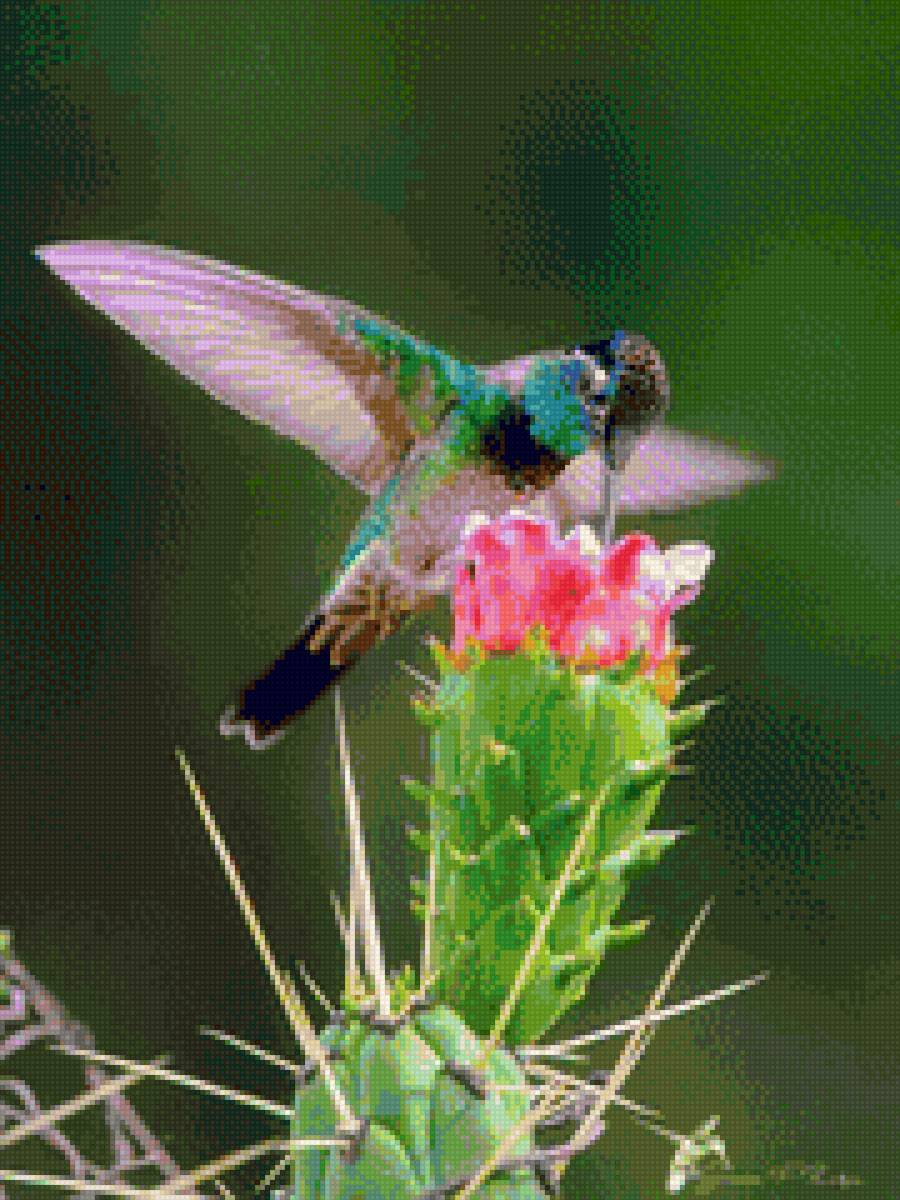 Aves - предпросмотр