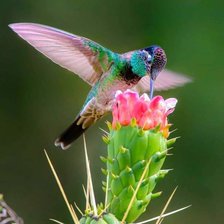 Схема вышивки «Aves»