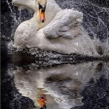 Схема вышивки «Лебедь белая»