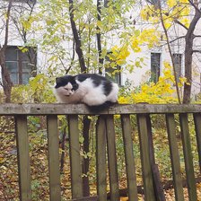 Схема вышивки «Котик»