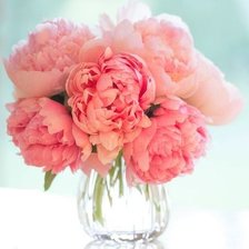 Схема вышивки «Пионы»