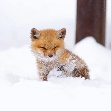 Схема вышивки «лисенок»