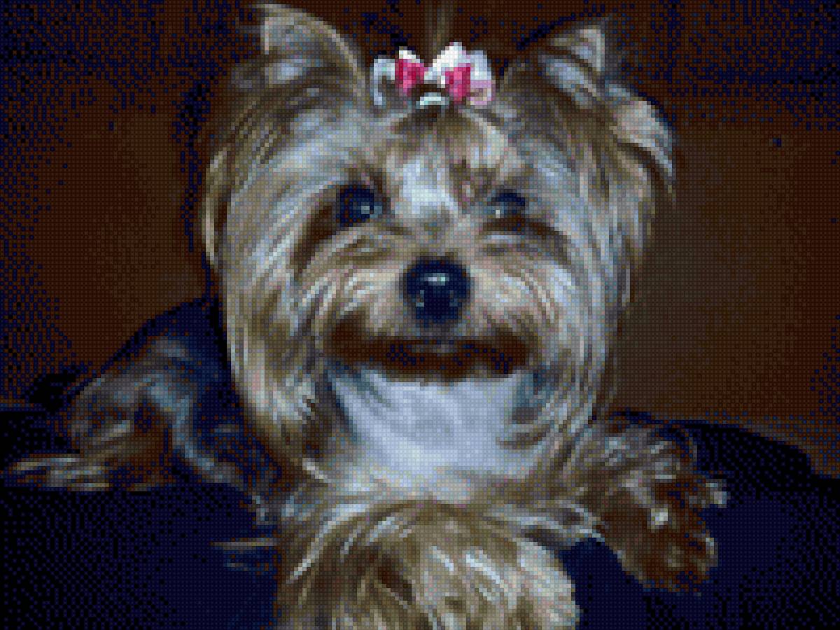 Красотка Ассоль - йорк, собака - предпросмотр