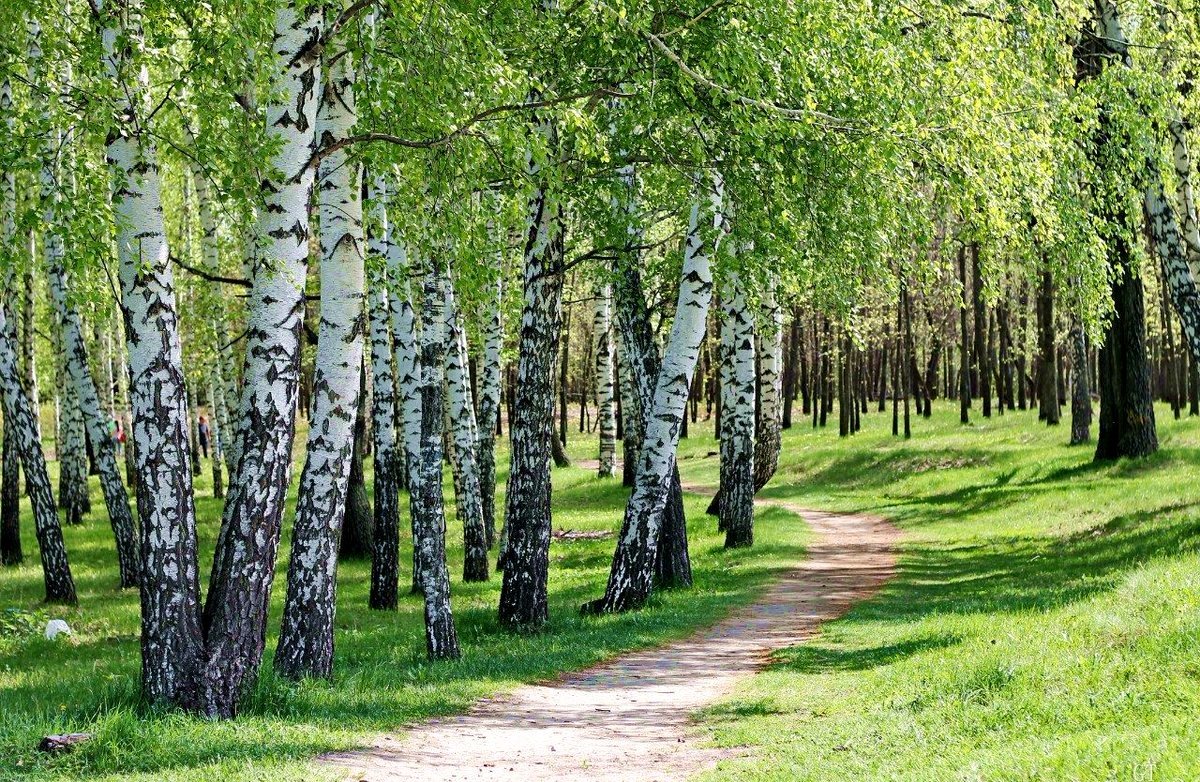 Paisagens. - paisagens. floresta. - оригинал