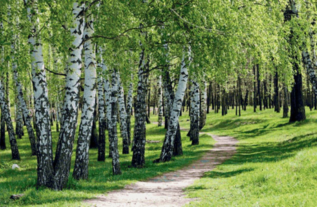 Paisagens. - paisagens. floresta. - предпросмотр