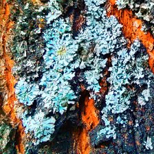 Схема вышивки «Дикий мох»