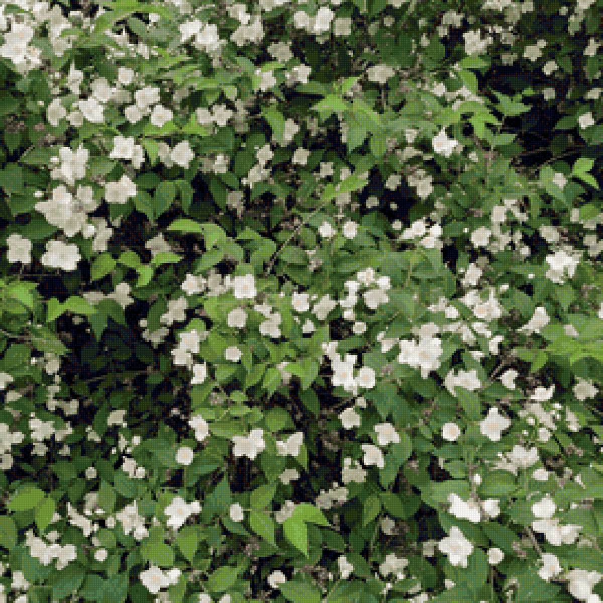 Жасмин - природа, цветы - предпросмотр