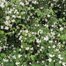 Схема вышивки «Жасмин»