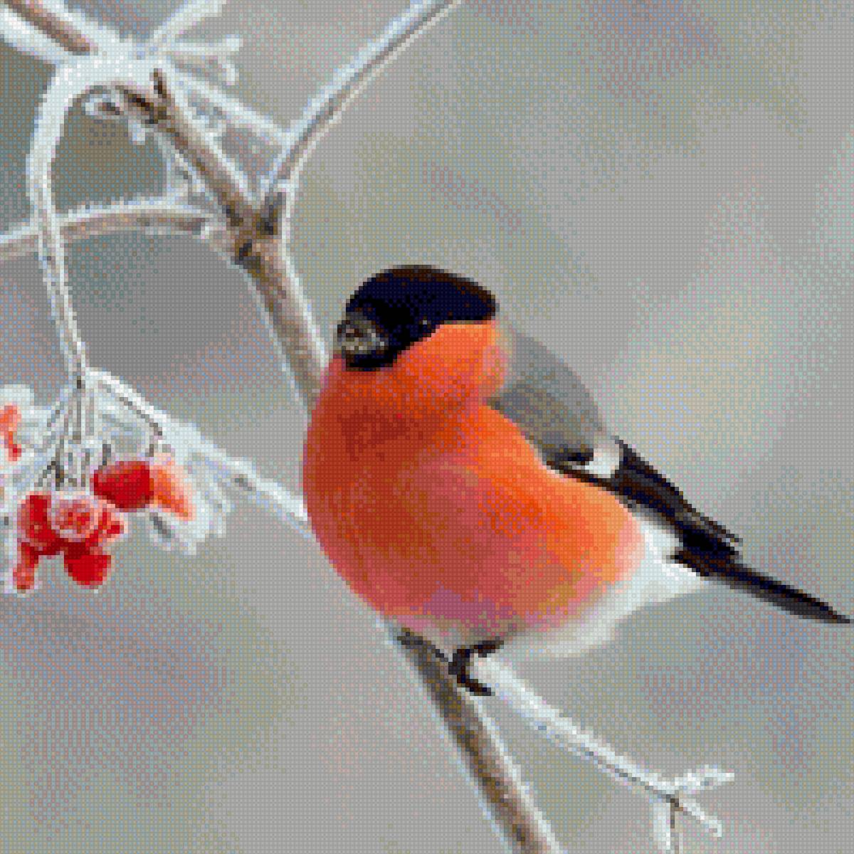 Снегирь - птицы - предпросмотр