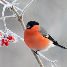 Схема вышивки «Снегирь»