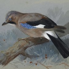 Схема вышивки «Pássaro.»