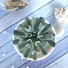 Схема вышивки «Сукулент»