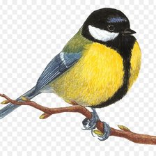 Схема вышивки «Синица»