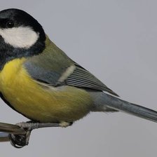 Схема вышивки «Синица»