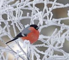 Схема вышивки «№2414086»