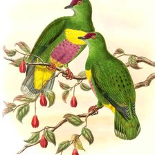 Схема вышивки «Pássaros»