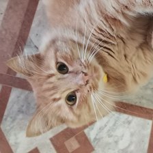 Схема вышивки «Кот»