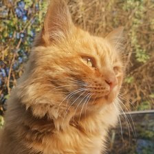 Схема вышивки «Кот»