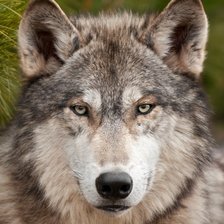 Схема вышивки «Волк»