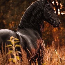 Схема вышивки «Конь»