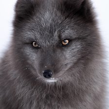 Схема вышивки «Песец»