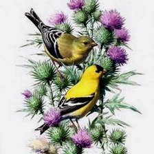 Схема вышивки «щеглы»