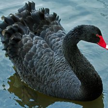 Схема вышивки «Чёрный лебедь»