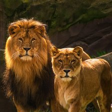 Схема вышивки «Лев и львица»