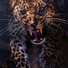 Схема вышивки «Ягуар»