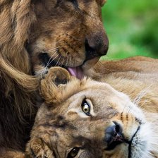 Схема вышивки «Лев и львица»