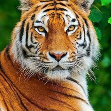 Схема вышивки «Тигр 2»