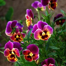 Анютины глазки.