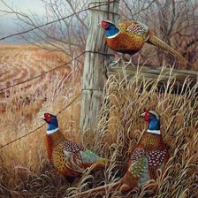 Схема вышивки «Фазаны»