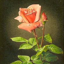 Схема вышивки «Роза»